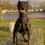 Un Canis Panther au pelage noir est debout sur un banc en bois, et il ouvre légèrement sa gueule.