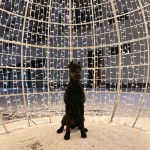  Un Canis Panther au pelage noir assis dans un cadre éclairé et qui fixe la caméra.