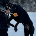 Un Canis Panther à fourrure noire sautant et ouvrant grand la gueule pour attraper un objet.