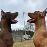 Deux Canis Panther s’assoient face à face et ouvrent leurs gueules.