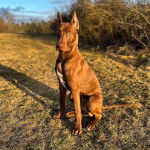 Un Canis Panther de pelage fauve assis sur une surface en gazon et qui fixe la caméra 
