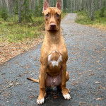 Un Canis Panther de pelage bicolre assis et qui fixe la caméra 