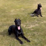 Deux Canis Panther allongés, avec leurs langues pendantes.