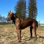 Un Canis Panther de pelage fauve debout et qui semble détendu 