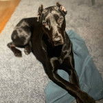 Un Canis Panther de pelage noir allongé et qui fixe la caméra 