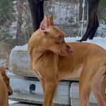 Un Canis Panther de pelage fauve debout , qui regarde derrière lui