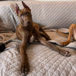 Un Canis Panther de pelage fauve allongé et qui regarde la caméra 