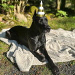 Un Canis Panther de pelage noir allongé et portant un chapeau sur la tête 