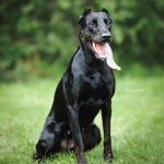 Un Canis Panther assis sur une surface gazonnée avec la langue pendante