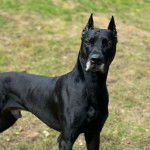 Un Canis Panther de pelage noir debout et qui fixe la caméra 