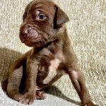 Un chiot Canis Panther assis et qui semble détendu 