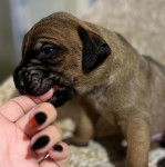 Un chiot Canis Panther mordillant le doigt de sa maîtresse 