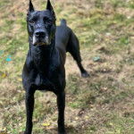 Un Canis Panther de pelage noir debout et qui fixe la caméra 