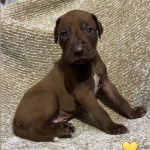 Un Canis Panther assis et regardant la caméra