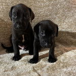 Deux chiot Canis Panther de pelage noir assis et fixent la caméra 