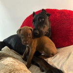 Deux Canis Panther sont présents. L’un est allongé, l’autre assis. Ils semblent détendus.