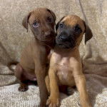 Deux chiots Canis Panther assis et qui fixent la caméra 