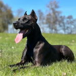 Un Canis Panther de pelage noir allongé sur une surface gazonnée, la langue pendante.