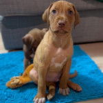 Un jeune Canis Panther est assis sur un tapis bleu et il regarde la caméra.