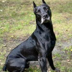 Un Canis Panther aux oreilles dressées assis et qui fixe la caméra 