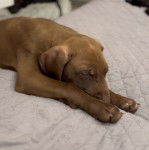 Un Canis Panther allongé, la tête entre les pattes, semblant endormi