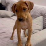 Un Canis Panther de pelage fauve debout sur un canapé et qui semble triste