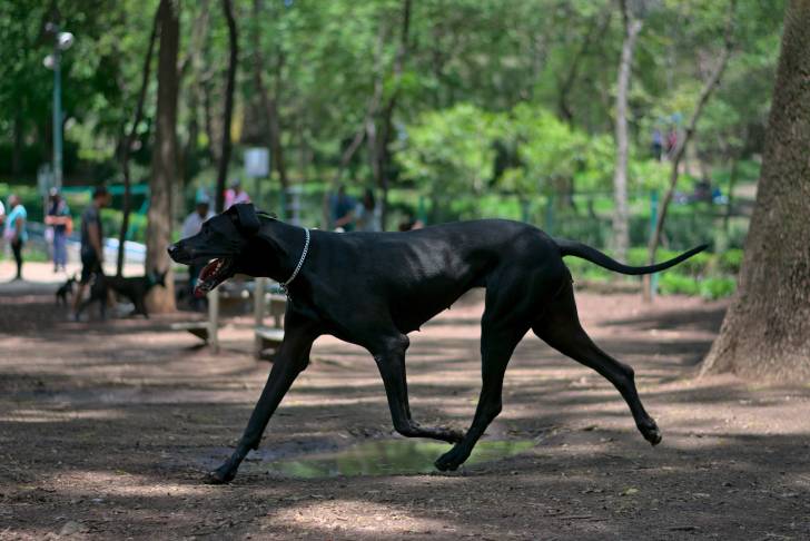 Un Canis Panther femelle à la robe noire, marchant dans un parc