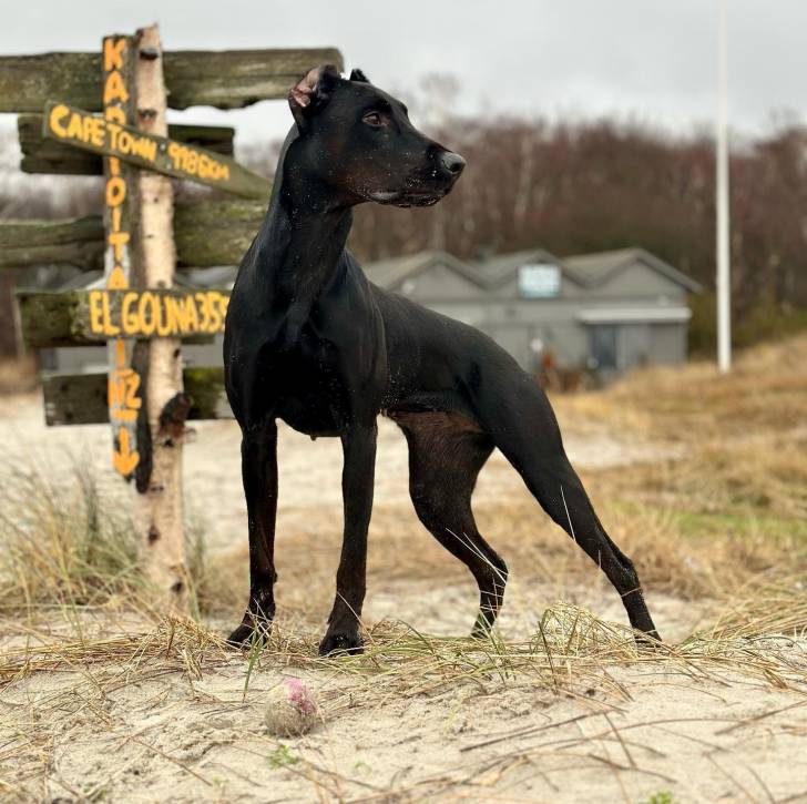 Un Canis Panther de pelage noir debout et qui semble détendu