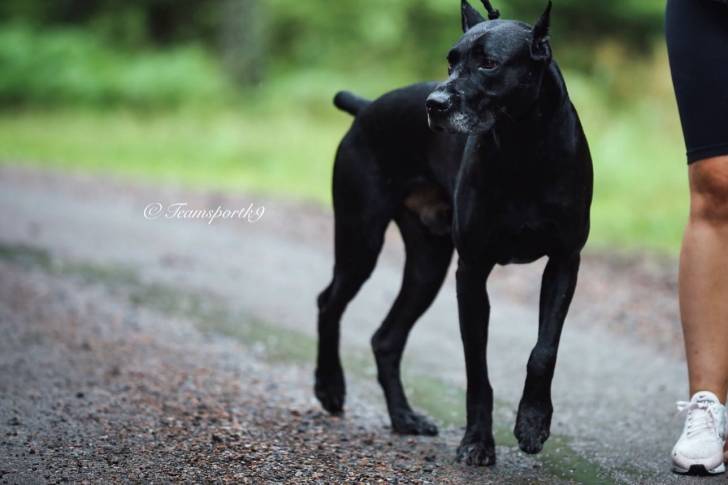 Un Canis Panther de pelage noir,à la queue coupé debout et qui est tenue par une laisse 