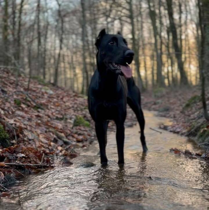 Un Canis Panther de pelage noir debout dans un ruisseau et qui tire la langue 
