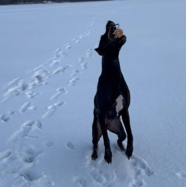 Un Canis Panther de pelage noir debout dans la neige pour réceptionné une balle 