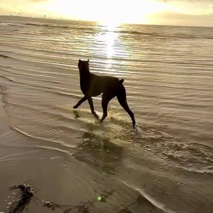 Un Canis Panther marchant dans l'eau et qui semble détendu 