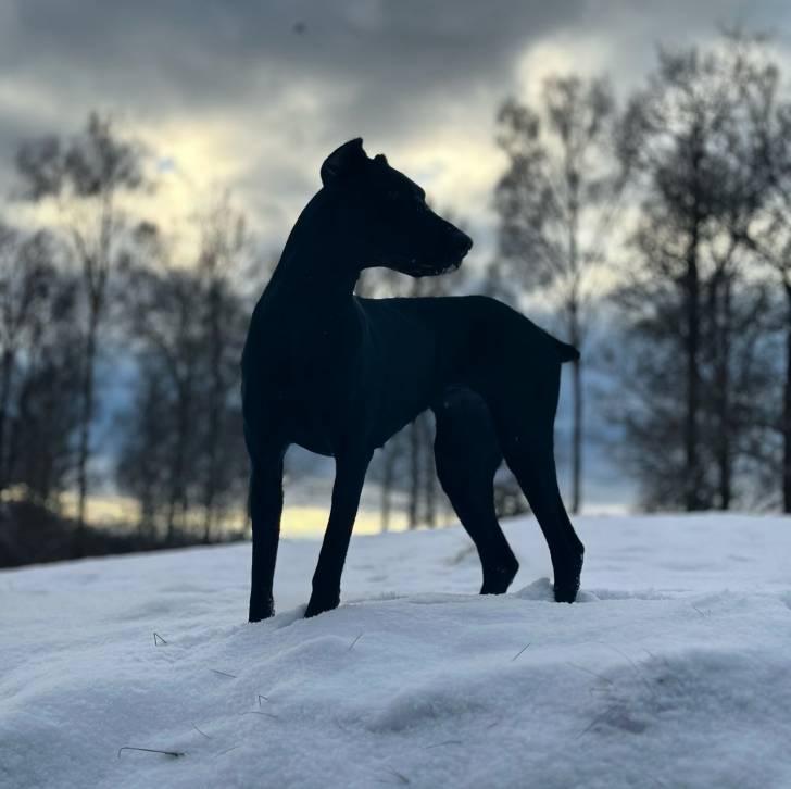 Un Canis Panther de pelage noir debout dans la neige et qui semble détendu 