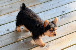 Un Chorkie au pelage noir et fauve, se tenant debout sur une terrasse en bois