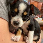 Un Chorkie au pelage tricolore, assis dans les bras d'une personne et regardant la caméra