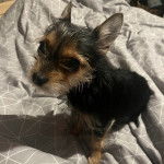 Un Chorkie au pelage tricolore blanc fauve et noir, assis sur un drap