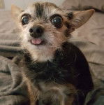 Un Chorkie au pelage bicolore, assis sur un drap et tirant la langue