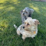 Deux Chorkie au pelage bicolore, assis sur une surface herbacée, l'un portant un ruban au cou