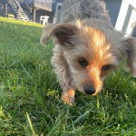 Un Chorkie au pelage blanc, marchant sur une surface herbacée