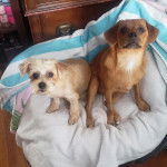 Deux Chorkie au pelage bicolore, assis dans une couchette pour chien et regardant la caméra