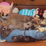 Deux Chorkies au pelage bicolore, allongé sur une couchette pour chien et regardant la caméra