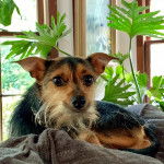 Un Chorkie à la robe bicolore fauve noir, allongé sur un canapé, et regardant la caméra