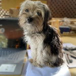 Un Chorkie au pelage tricolore, assis sur un papier blanc et regardant la caméra