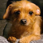 Un Chorkie au pelage doré, allongé sur un canapé et regardant la caméra