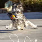 Un Chorkie au pelage tricolore, jouant avec une balle de tennis sur un terrain de tennis