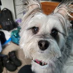 Un Chorkie regardant la caméra, et portant un collier autour du cou