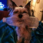 Un Chorkie au pelage bicolore, sur un lit et tenant un bidon dans sa gueule