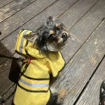 Un Chorkie au pelage bicolore, portant une combinaison jaune et qui est tenu en laisse