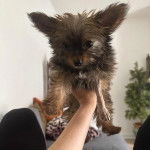 Un Chorkie au oelage bicolore, tenu dans les mains d'une personne