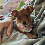 Un Chorkie au pelage fauve, allongé sur un lit et portant un harnais 